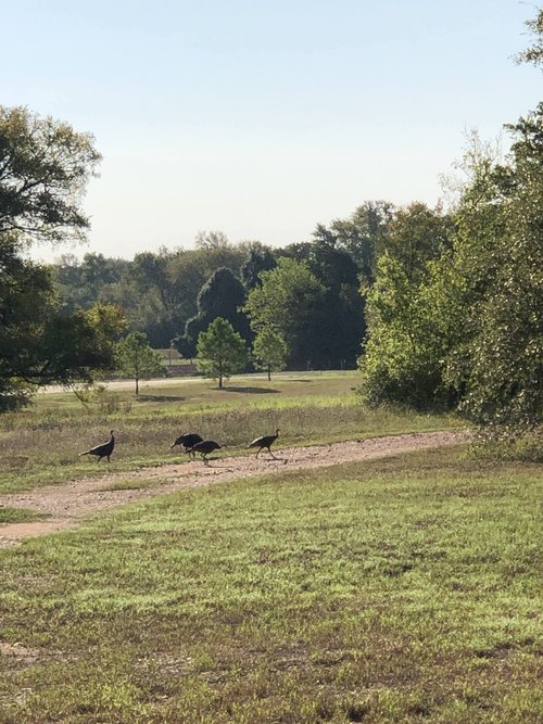 turkeys